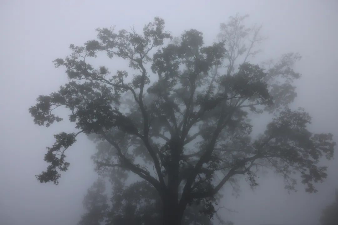 081027piyrjhzhvdjvj8qq.jpeg